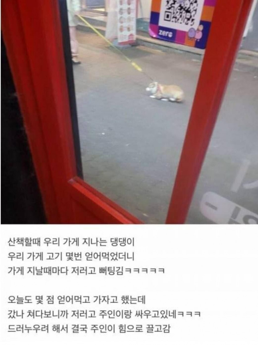 가게에서 고기 몇번 얻어먹은 강아지