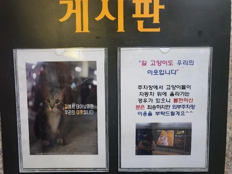 캣맘에게 정복된 아파트 주차장