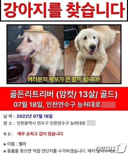 13년키운반려견 실종후 보약으로 발견돼..