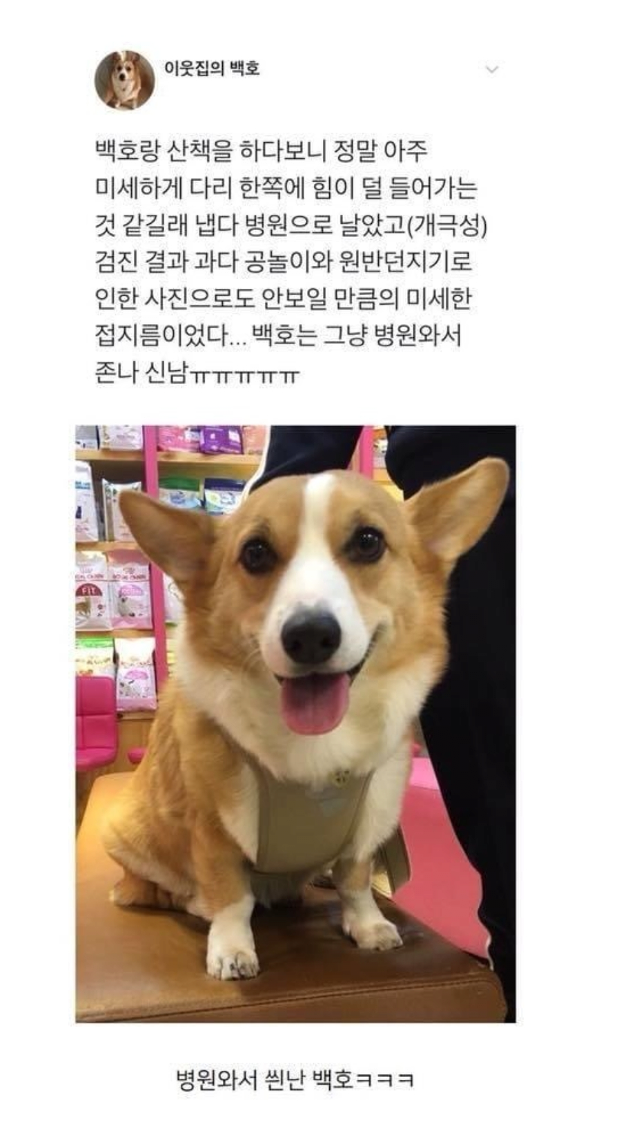 [스압] 동물병원 가는것이 마냥 좋은 백호 ㅋㅋㅋㅋㅋ.JPG