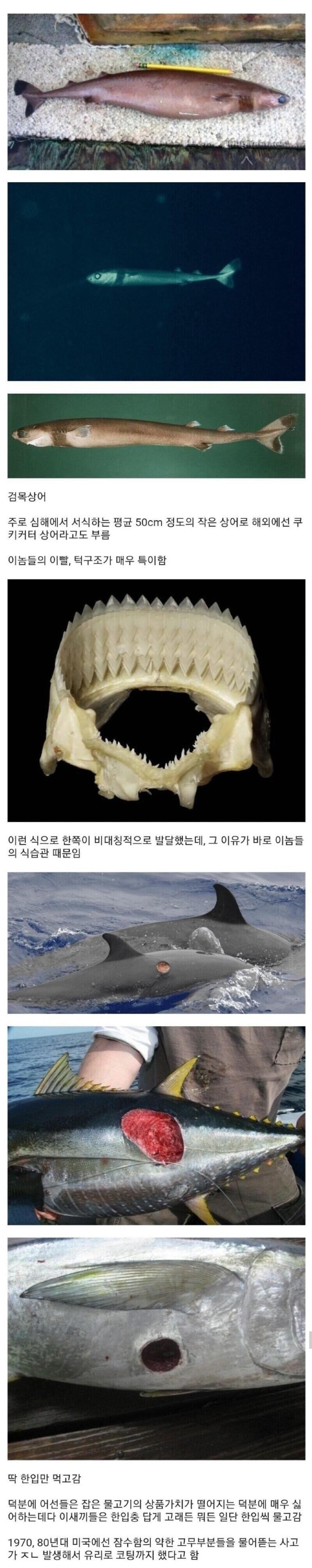 한입충 레전드