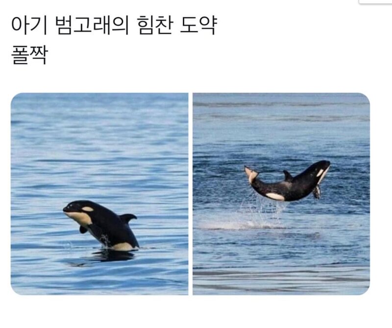 범고래가 수면 위로 올라 오는 이유