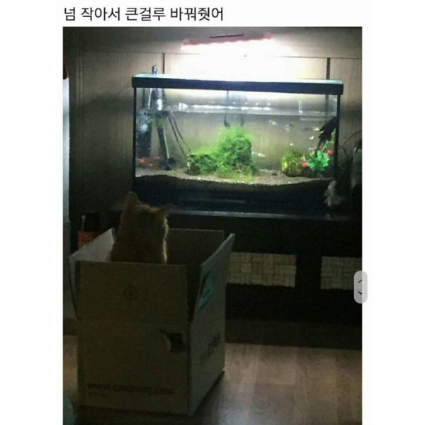 밤 새는 고양이!!!