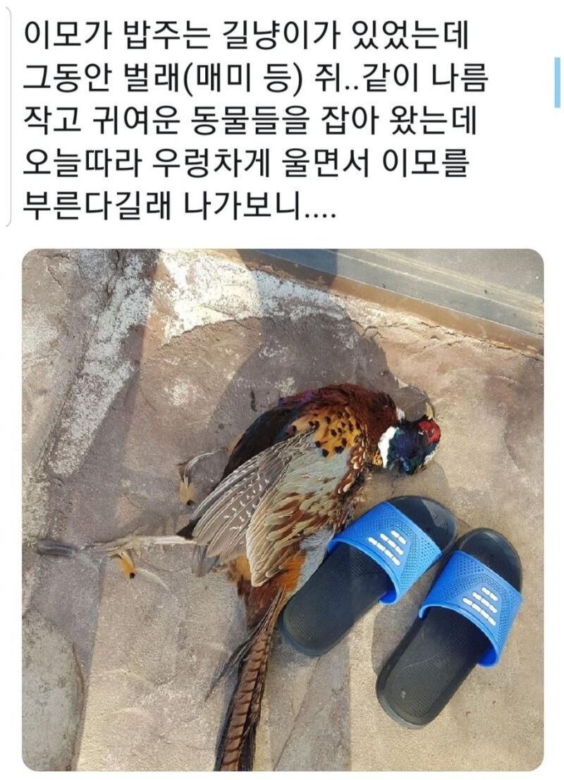 길냥이의 보은