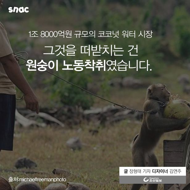 코코넛 원숭이 노예 노동착취......jpg