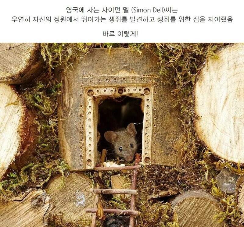 정원에서 쥐를 발견한 남자가 취한 행동