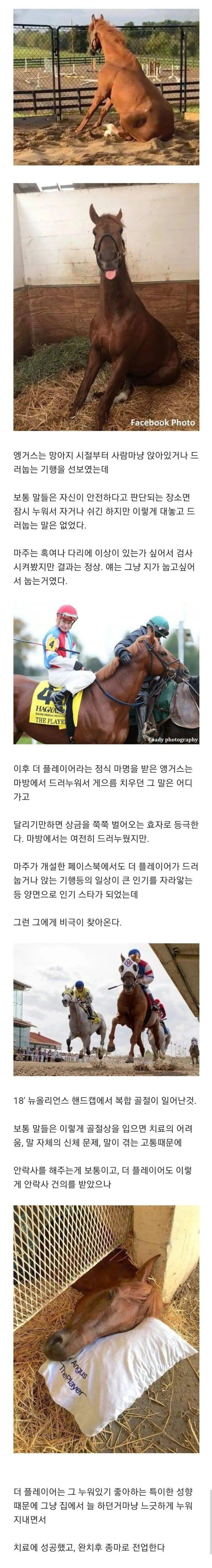 복합골절을 당한 말은 보통 안락사를 시킨다