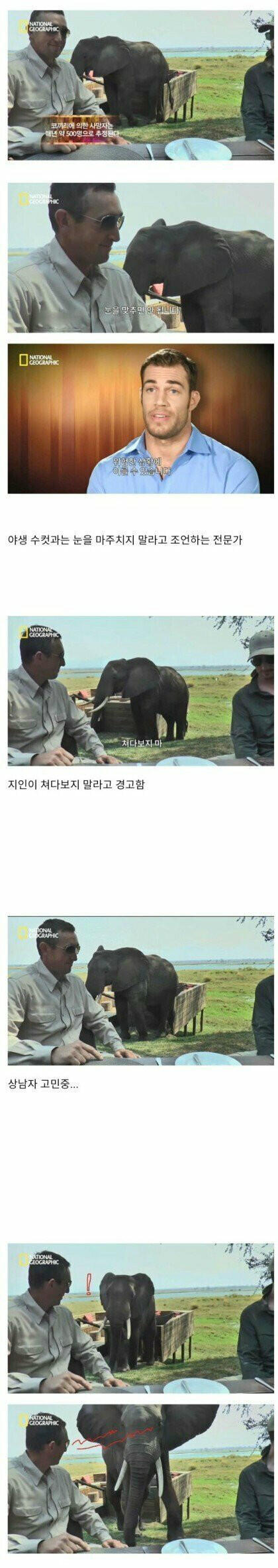 수컷 코끼리와 눈을 마주치면...
