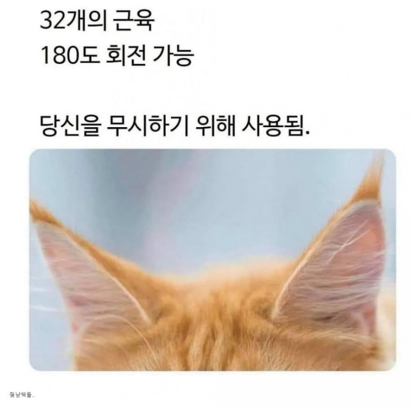고양이 알고보면 더 괘씸한 사실