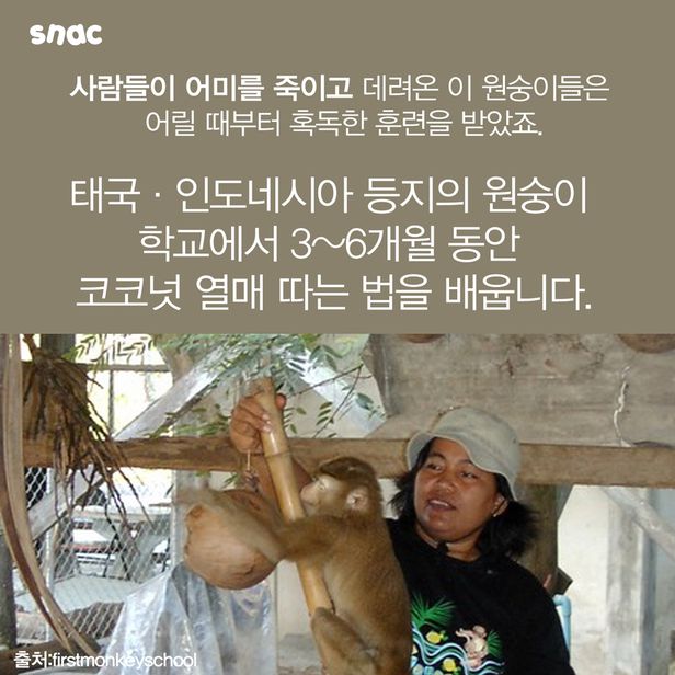 코코넛 원숭이 노예......jpg