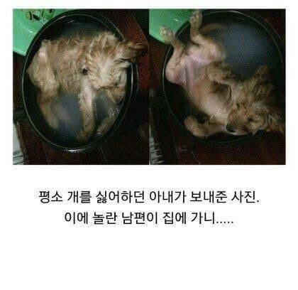 개를 싫어했던 아내