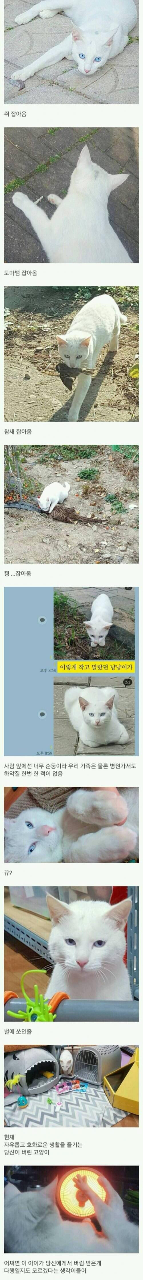 길고양이 주워 키운 후기