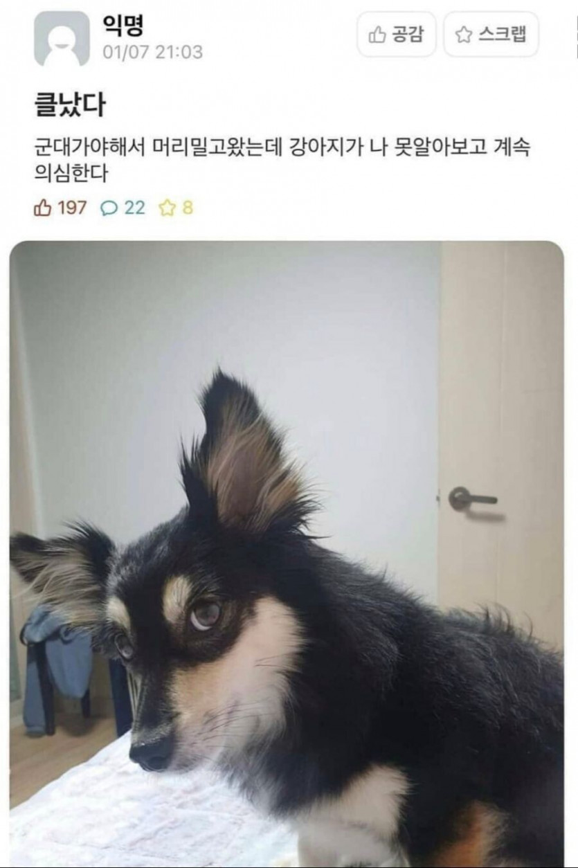 주인이 삭발하고 온 걸 본 댕댕이