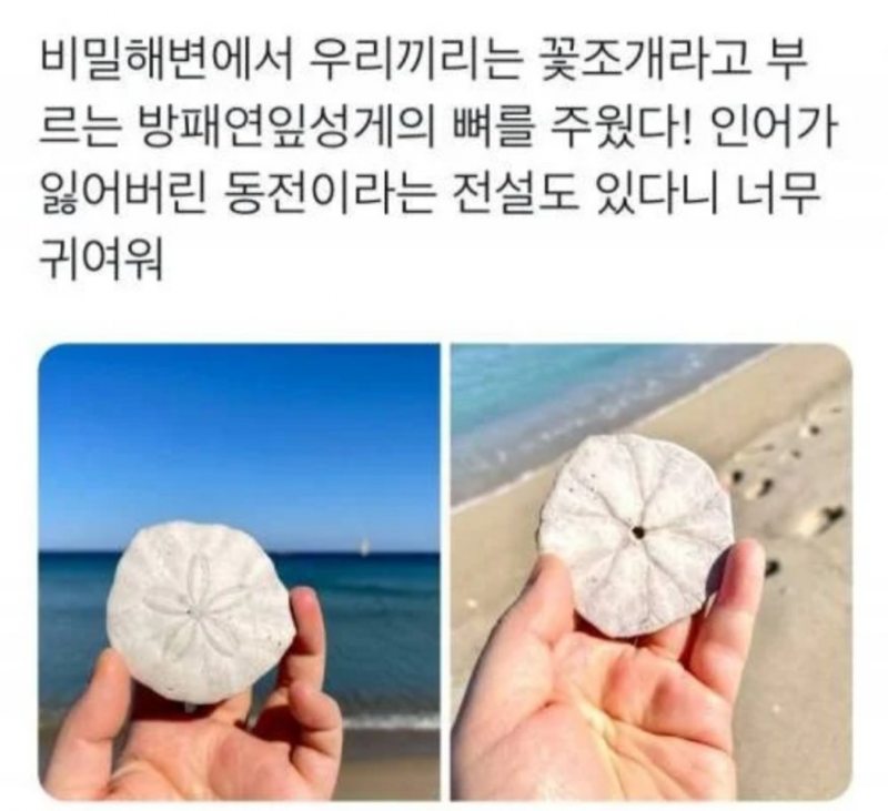 인어가 잃어버린 동전