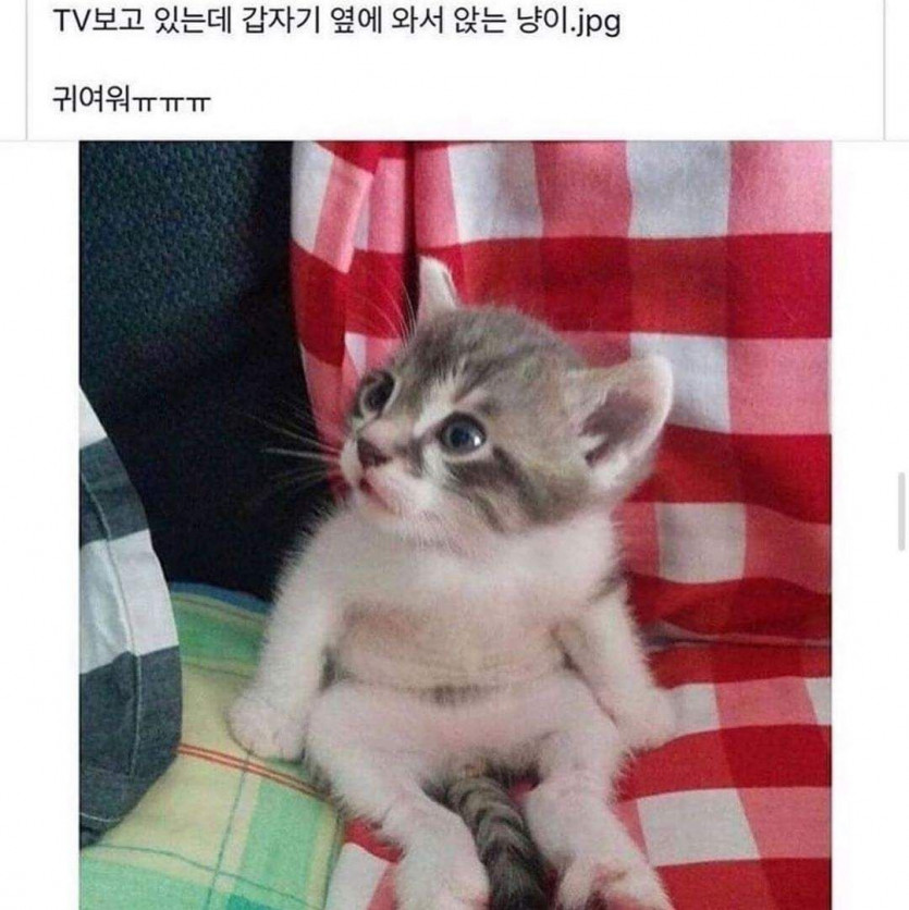 TV 보고 있는데 갑자기 옆에 와서 앉는 냥이