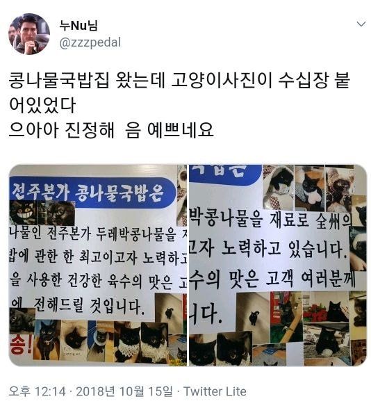 고양이를 너무너무 자랑하고 싶었던 콩나물.