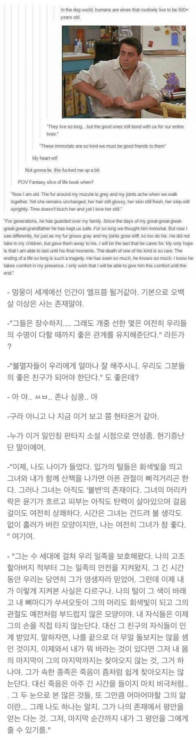 개의 입장에서 인간은 엘프 같을듯