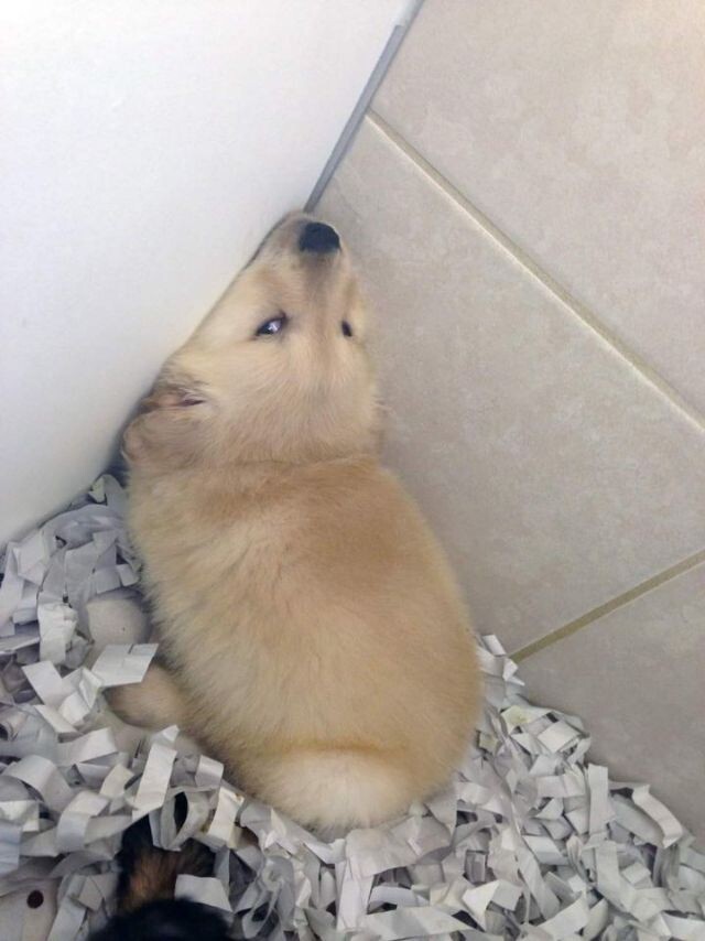삐졌지만 주인이 뭐하는지 궁금한 댕댕이