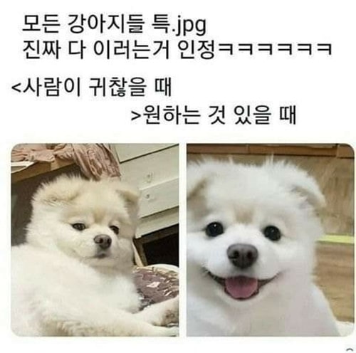 강아지 특징