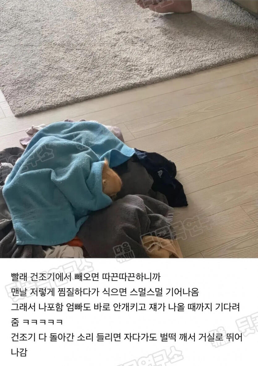 어느집 강아지 루틴