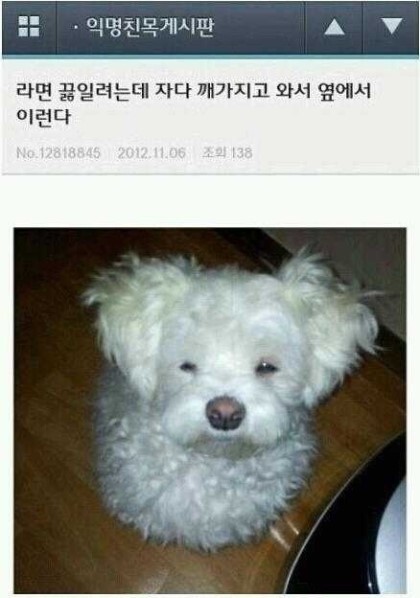 라면 먹을때 댕댕이들.